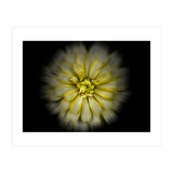 Backyard Flowers No 86 Color Flow Version (Print Only) thumbnail