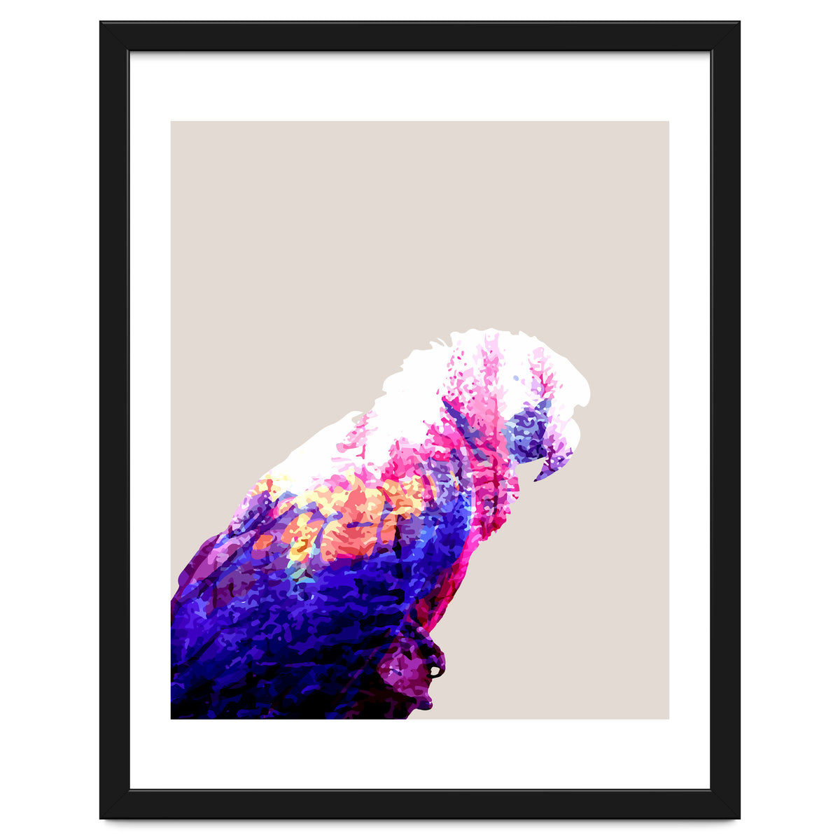 Macaw