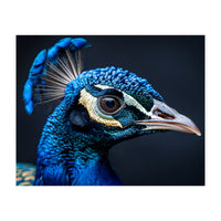 Close Up Of A Peacock Head Blue Feather (Print Only)