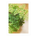 Maidenhair Queen (Print Only) thumbnail