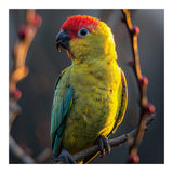 Close Up Of A Colorful Jenday Conure  (Print Only) thumbnail