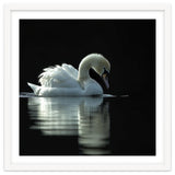 Elegant Swan Floating Gracefully On Dark Water thumbnail