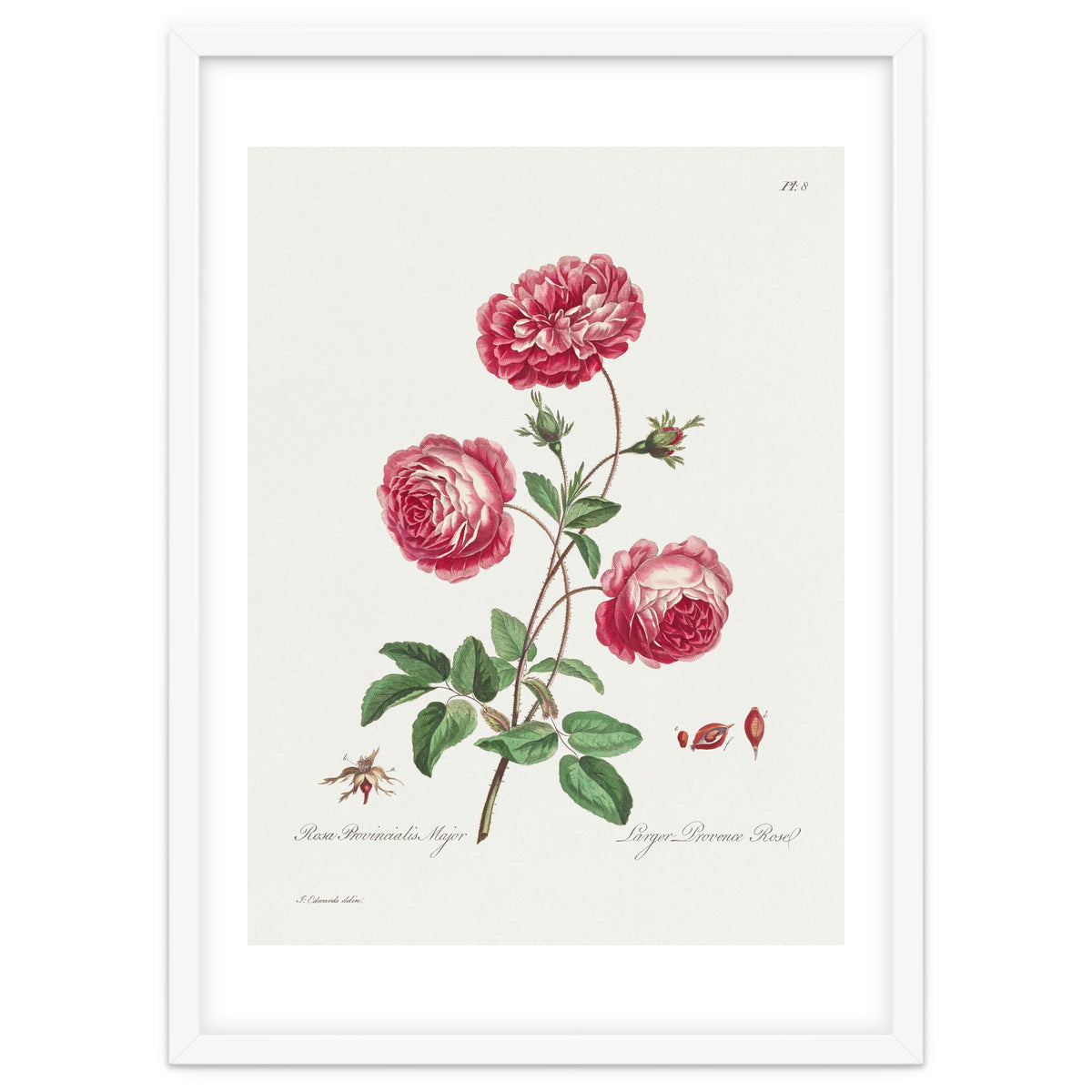 John Edwards – Larger Provence Rose (1770–1775)