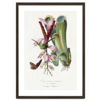 Paul Gervais – Hummingbird Painting (1842)