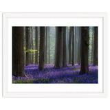 Bluebell forest thumbnail
