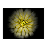 Backyard Flowers No 86 Color Flow Version (Print Only) thumbnail