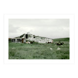 Sheep with a farmhouse - Iceland  (Print Only) thumbnail