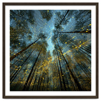 Enchanted Night Forest with Glowing Fireflies