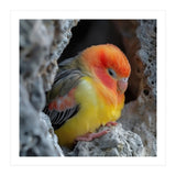 Cute Lovebird Perched On A Rock In A Cave (Print Only) thumbnail
