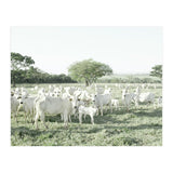 LIVING TOGETHER - WHITE COWS FAMILY (Print Only) thumbnail
