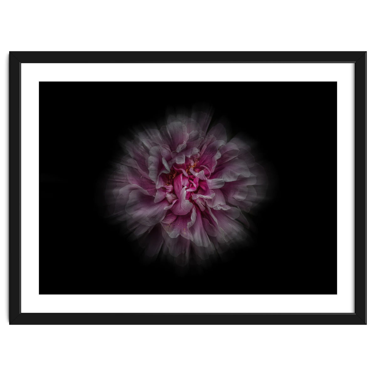 Backyard Flowers No 116 Color Flow Version