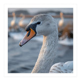 Majestic Swan Portrait In Snowy Waters (Print Only) thumbnail