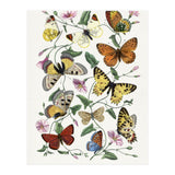 Paul Gervais – Butterfly and Moth Natural History Illustration (1842) (Print Only) thumbnail