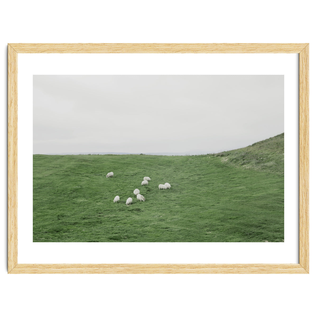 A flock of Sheep in the Green Hill - Iceland