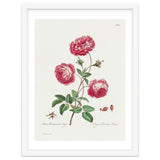 John Edwards – Larger Provence Rose (1770–1775) thumbnail