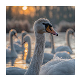 Close Up Of Swan With Water Droplets At Sunrise (Print Only) thumbnail