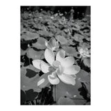Hylas | Black & White (Print Only) thumbnail
