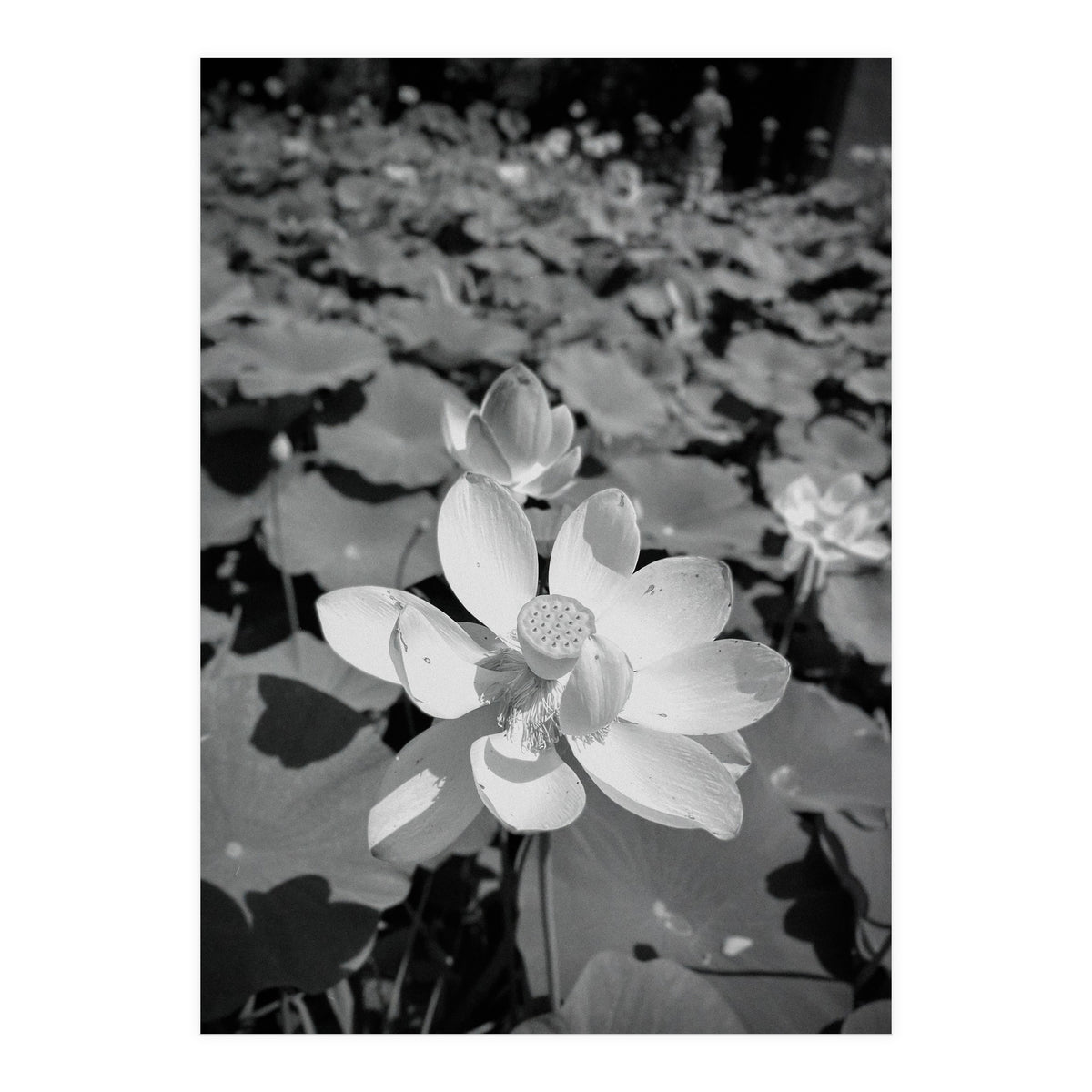 Hylas | Black & White (Print Only)