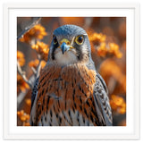 Close Up Of A Kestrel Bird Of Prey thumbnail