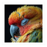 Close Up Of A Sleeping Sun Conure Parrot (Print Only) thumbnail