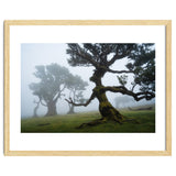 Forest queen thumbnail