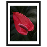 Red Anthurium Flower thumbnail