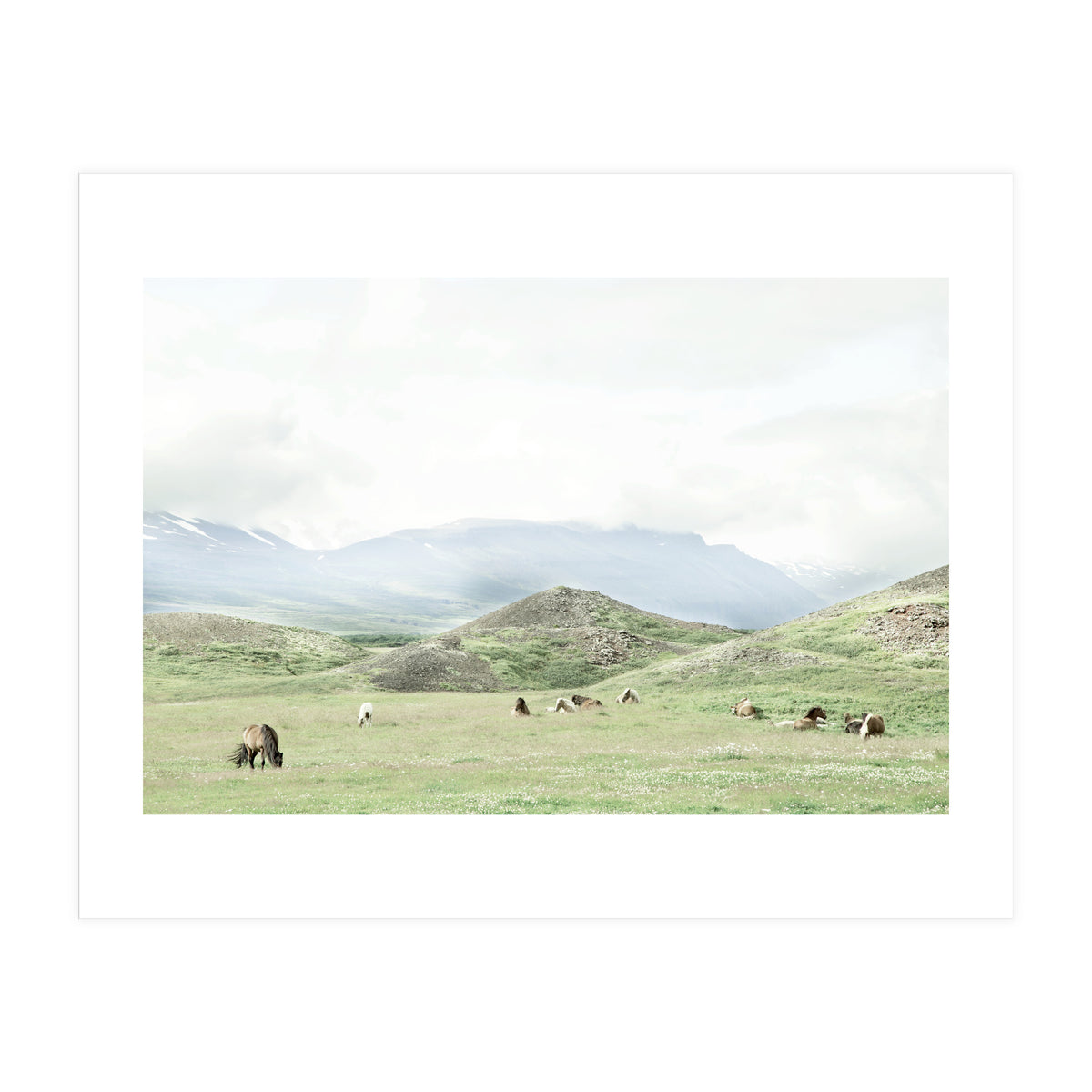 Relaxing horses on a sunny day calm field - Iceland (Print Only)