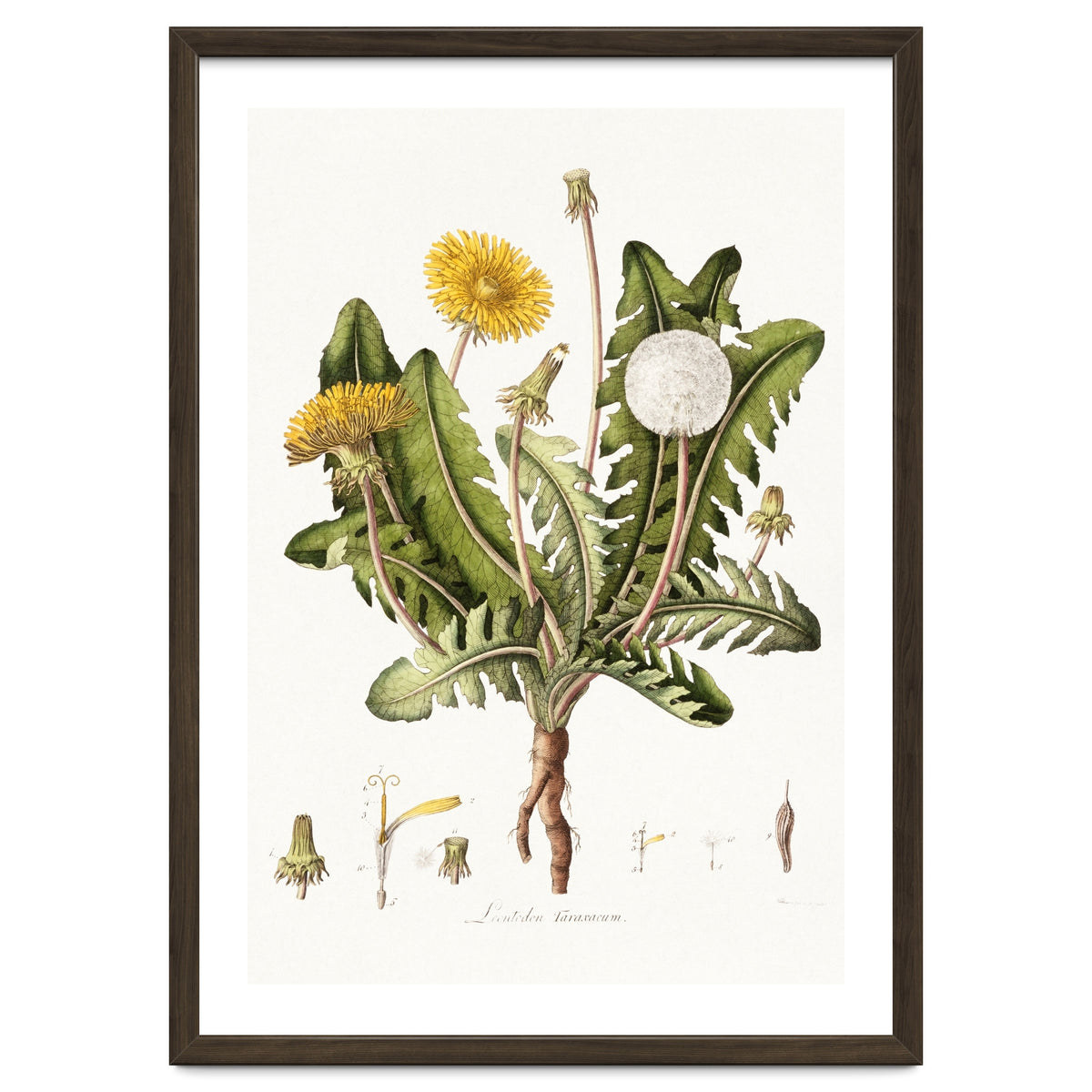 William Curtis – Dandelion (1777–1798)