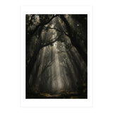 Enchanted Canopy: Mystical Forest Path (Print Only) thumbnail