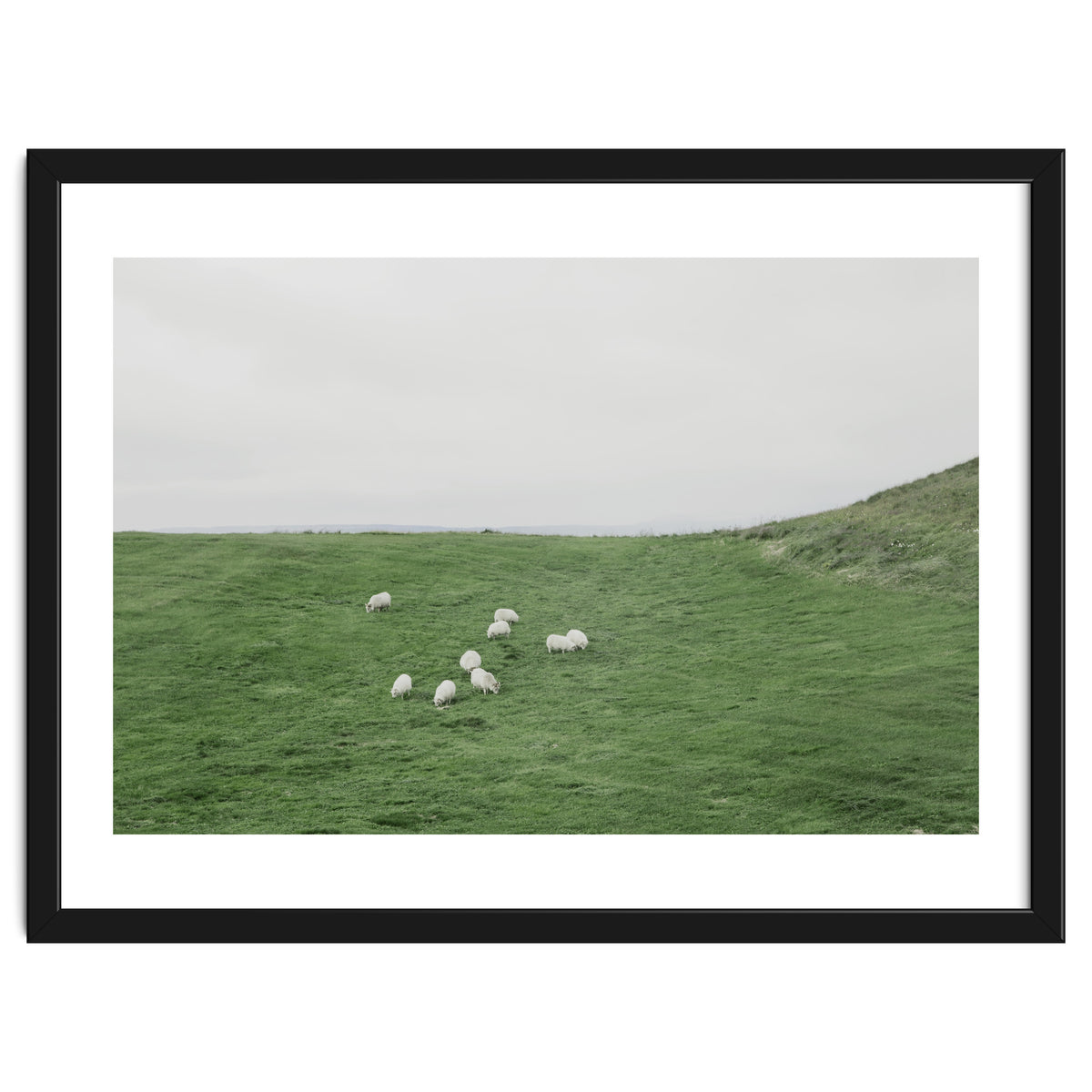 A flock of Sheep in the Green Hill - Iceland