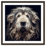 Old Dog 010 thumbnail