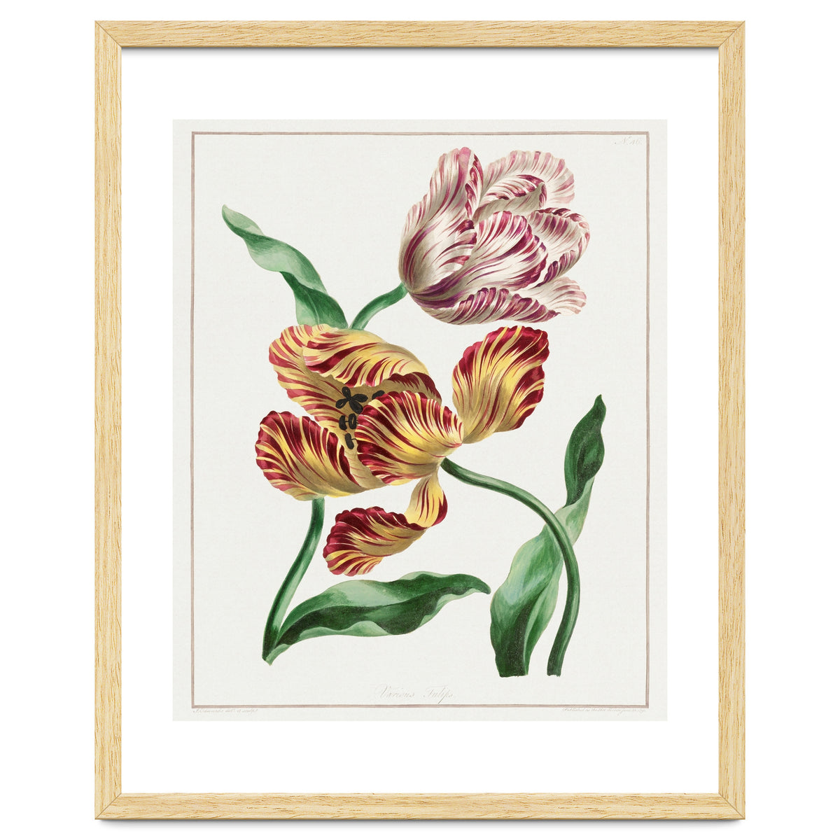John Edwards – Various Tulips (1791)