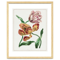John Edwards – Various Tulips (1791)