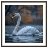 Swan Floating Gracefully On Water In Autumn thumbnail