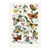 Paul Gervais – Butterfly and Moth Natural History Illustration (1842) (Print Only) thumbnail