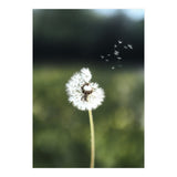 Dandelion Wish Photography (Print Only) thumbnail
