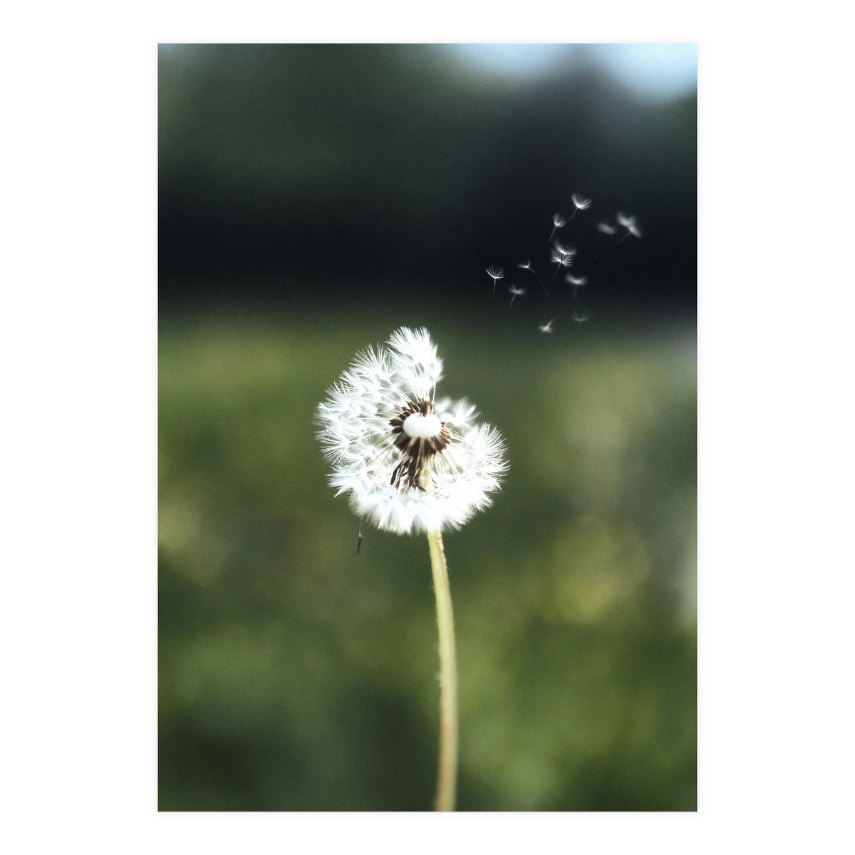 Dandelion Wish Photography (Print Only)
