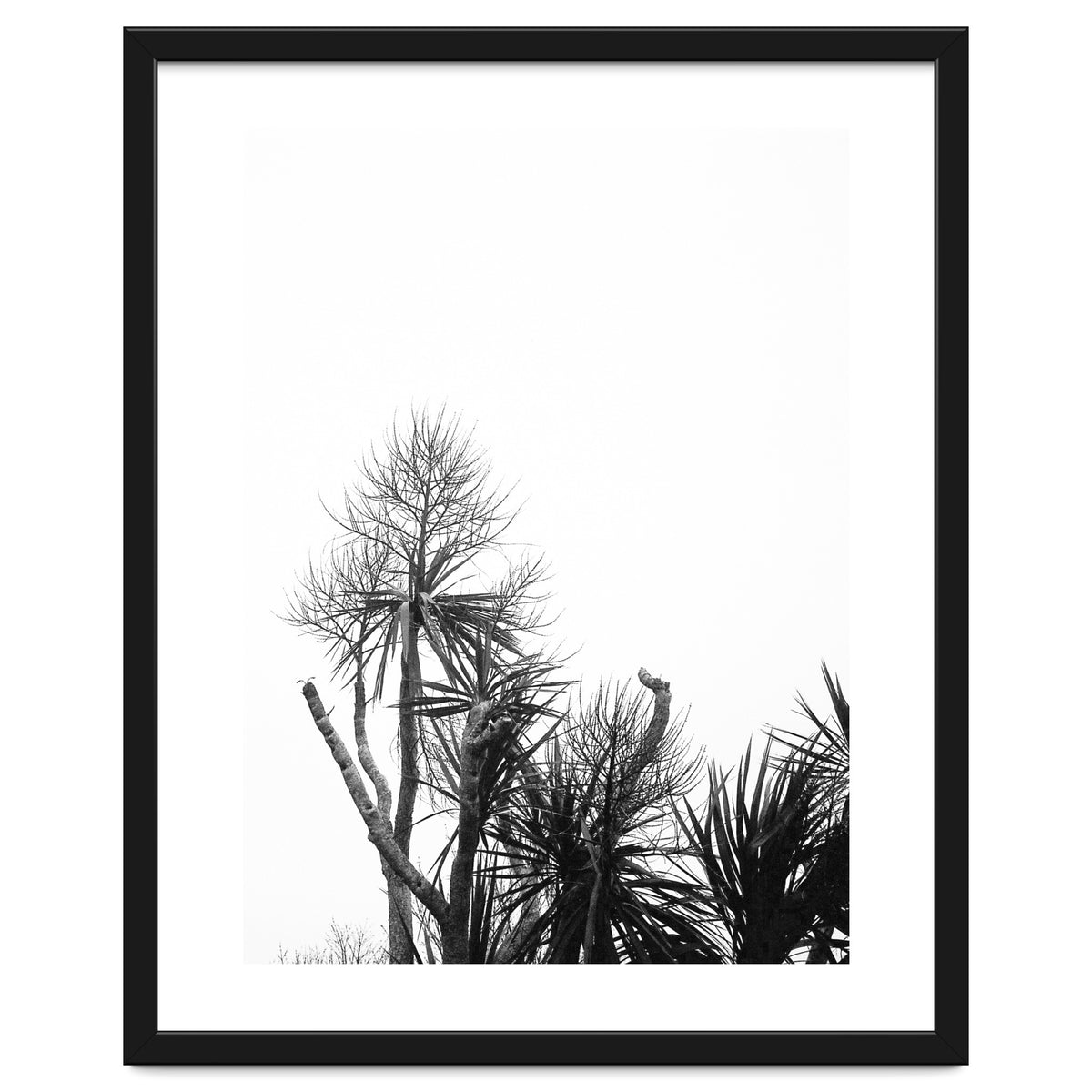 Miminalist Palm