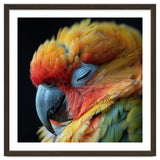 Close Up Of A Sleeping Sun Conure Parrot thumbnail