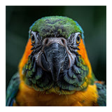 Blue And Gold Macaw Face Focused Portrait (Print Only) thumbnail