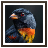Black Bird With Red Eyes And Orange Chest Feathers thumbnail