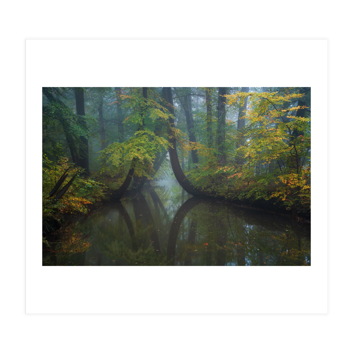 The bent trees (Print Only)