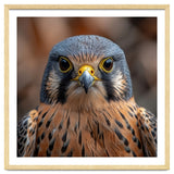 Close Up Kestrel Falcon Bird Portrait Majestic thumbnail