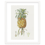 Pineapple (Hand Drawn Botanical Illustration) thumbnail