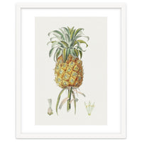 Pineapple (Hand Drawn Botanical Illustration)