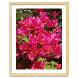 Pink Bougainvillea Flowers thumbnail