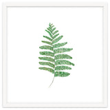 Fern thumbnail