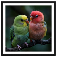 Two Lovebirds Sitting Together On A Branch