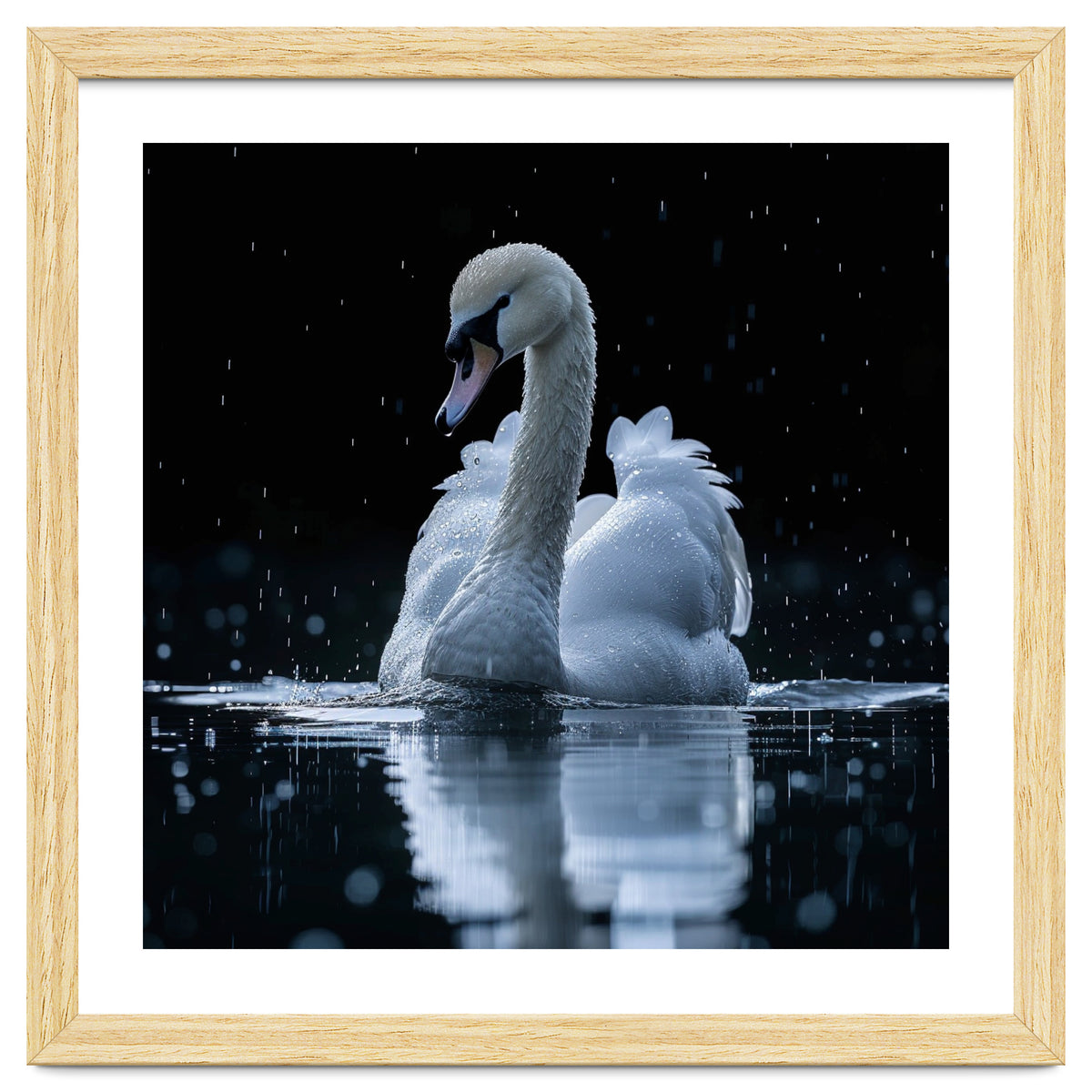 Majestic Swan Swimming In Dark Water
