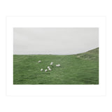 A flock of Sheep in the Green Hill - Iceland  (Print Only) thumbnail